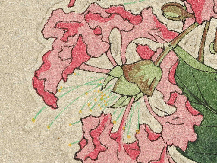 Sarusuberi by Kawarazaki Shodo, (Large print size) / BJ348-005