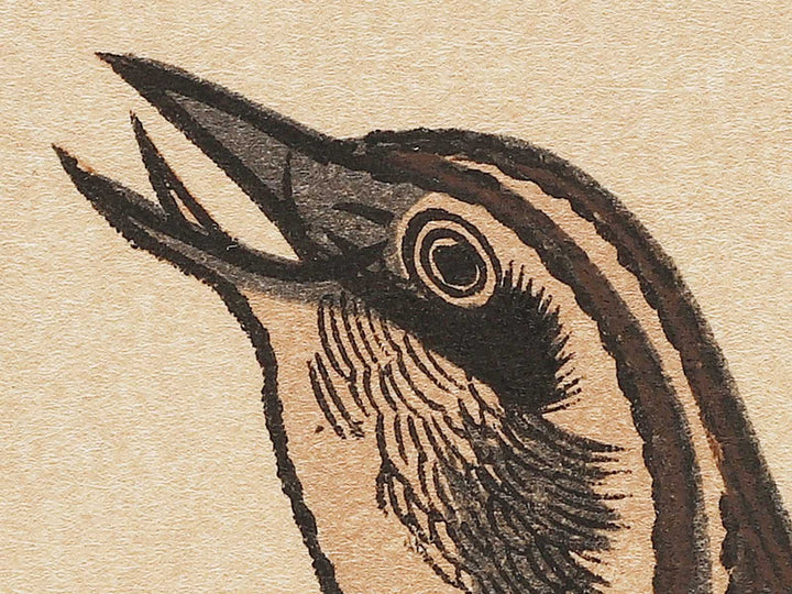 Quail and Skylark from the series Momotidori kyoka awase by Kitagawa Utamaro, (Large print size) / BJ306-887