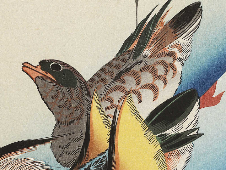 Mandarin duck  by Utagawa Hiroshige, (Medium print size) / BJ328-076