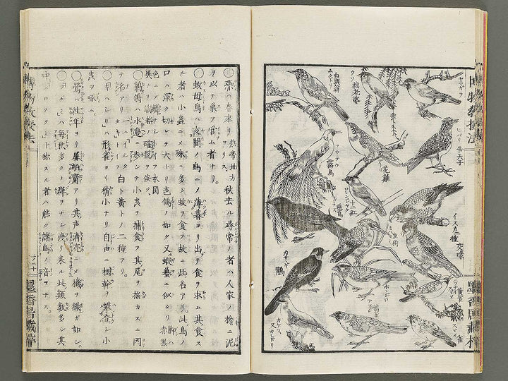 Hakubutsu kyojyuho Volume 2 / BJ341-579