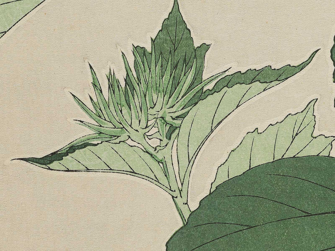 Himawari by Kawarazaki Shodo, (Large print size) / BJ346-276