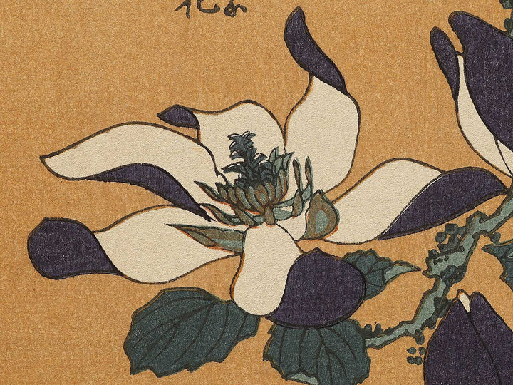Buncho kobushi no hana by Katsushika Hokusai, (Large print size) / BJ336-119