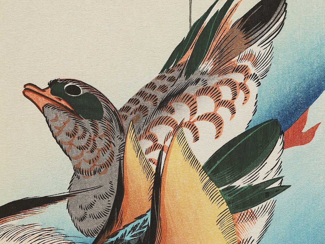 Mandarin duck  by Utagawa Hiroshige, (Medium print size) / BJ304-591