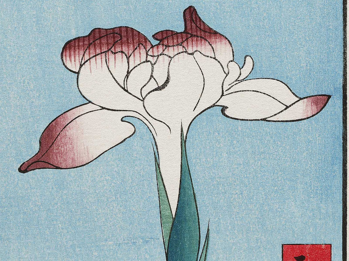 Horikiri Iris Garden from the series One Hundred Famous Views of Edo by Utagawa Hiroshige, (Large print size) / BJ331-541