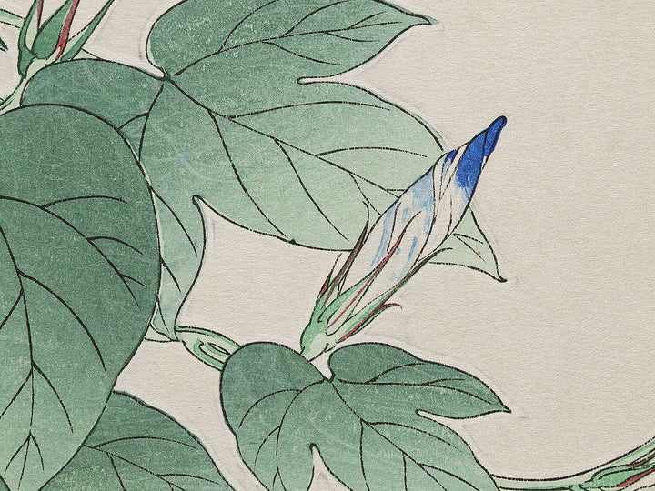 Asagao by Kawarazaki Shodo, (Large print size) / BJ331-338