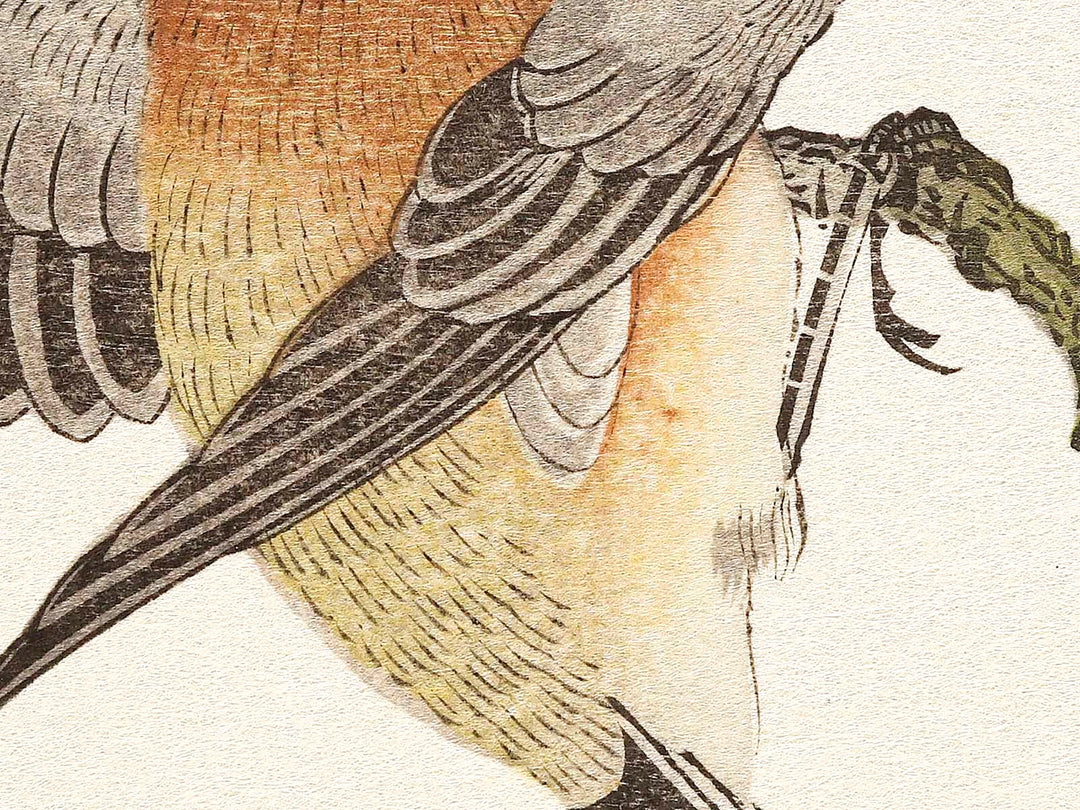 Mountain sparrow and Japanese bush warbler from the series Momochidori kyokaawase by Kitagawa Utamaro, (Large print size) / BJ328-062