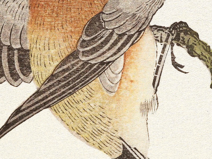 Mountain sparrow and Japanese bush warbler from the series Momochidori kyokaawase by Kitagawa Utamaro, (Large print size) / BJ328-062