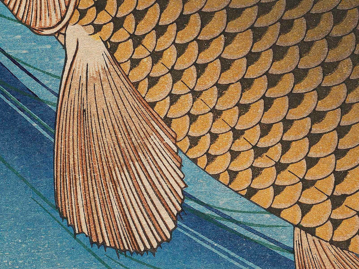 Japanese Carp from the series the series fish by Utagawa Hiroshige, (Large print size) / BJ322-819