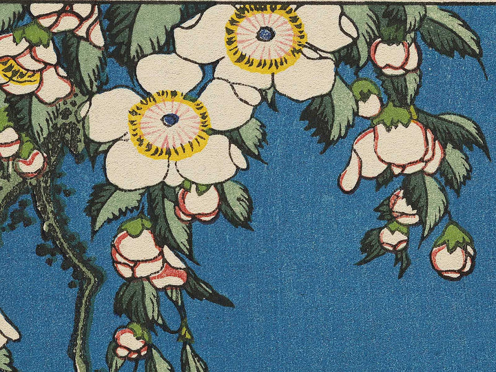 Weeping cherry blossoms against a dark indigo background, capturing the moment a Japanese bullfinch comes to peck at the blossoms. by Katsushika Hokusai, (Medium print size) / BJ323-708