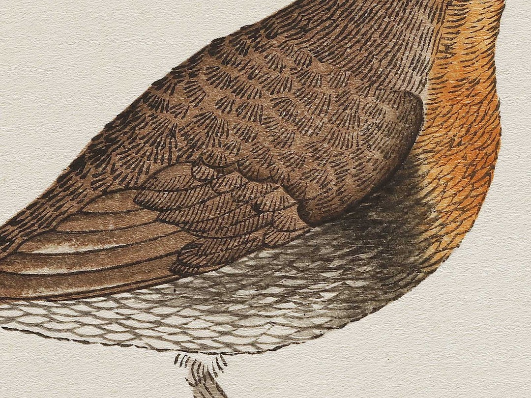 Branta canadensis and Robin from the series Momochidori kyokaawase by Kitagawa Utamaro, (Large print size) / BJ327-999