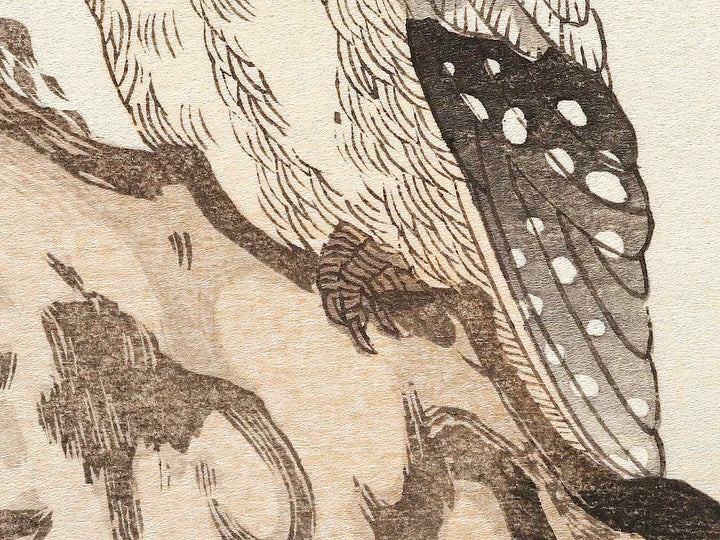 Japanese Grosbeak and Woodpecker from the series Momochidori kyokaawase by Kitagawa Utamaro, (Large print size) / BJ328-027