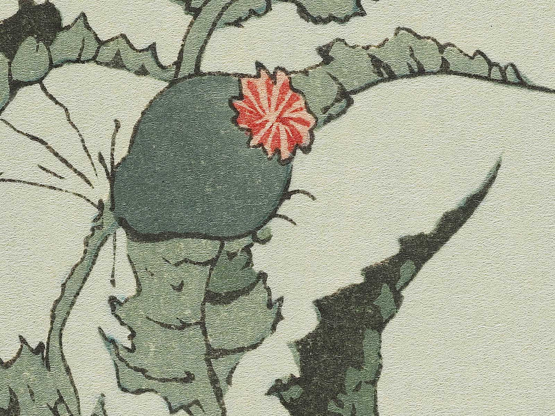 A poppy by Katsushika Hokusai, (Medium print size) / BJ327-334