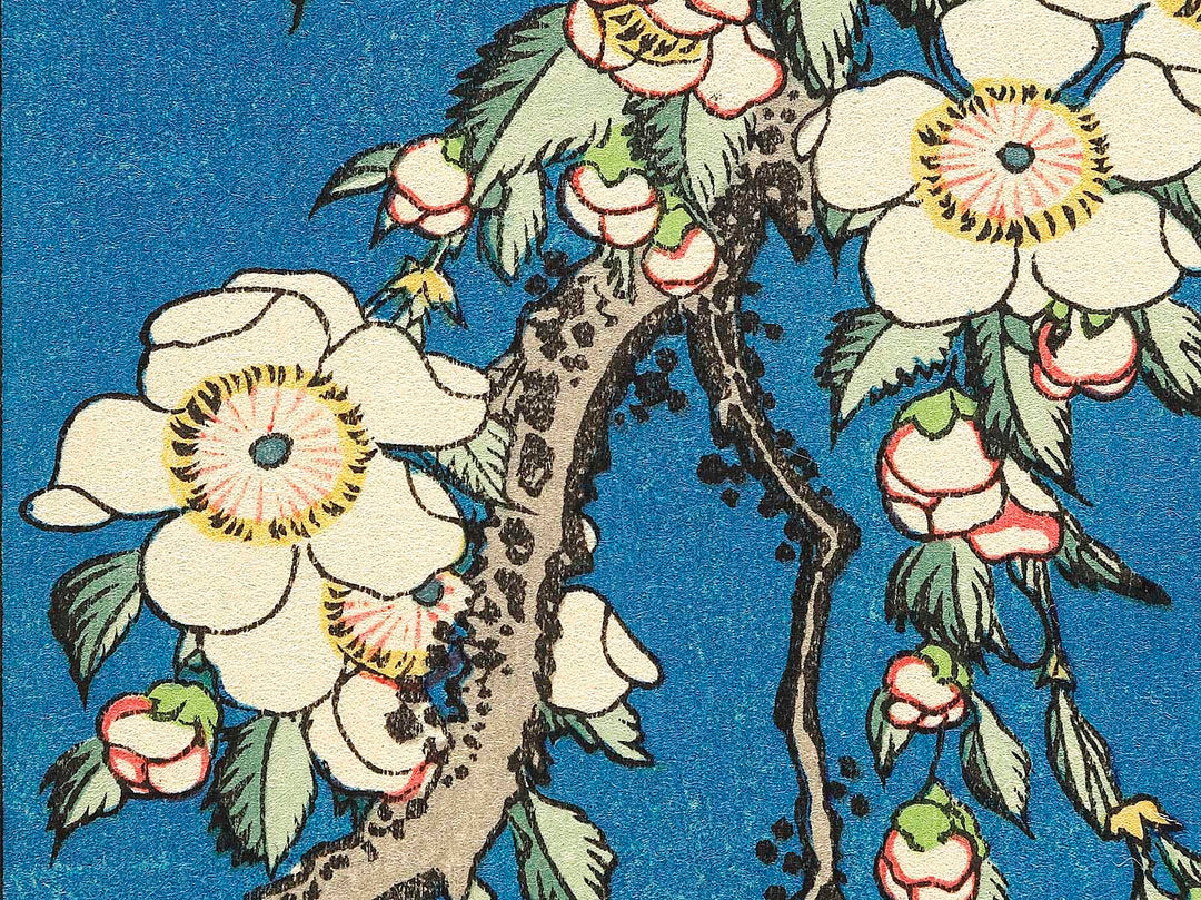 Weeping cherry blossoms against a dark indigo background, capturing the moment a Japanese bullfinch comes to peck at the blossoms. by Katsushika Hokusai, (Medium print size) / BJ319-445