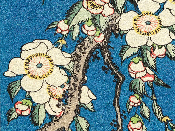 Weeping cherry blossoms against a dark indigo background, capturing the moment a Japanese bullfinch comes to peck at the blossoms. by Katsushika Hokusai, (Medium print size) / BJ319-445