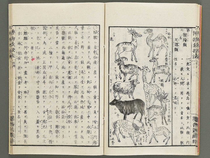 Hakubutsu kyojyuho Volume 2 / BJ341-579