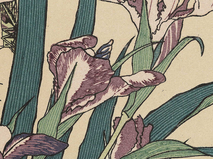 Iris and Grasshopper by Katsushika Hokusai, (Medium print size) / BJ327-432