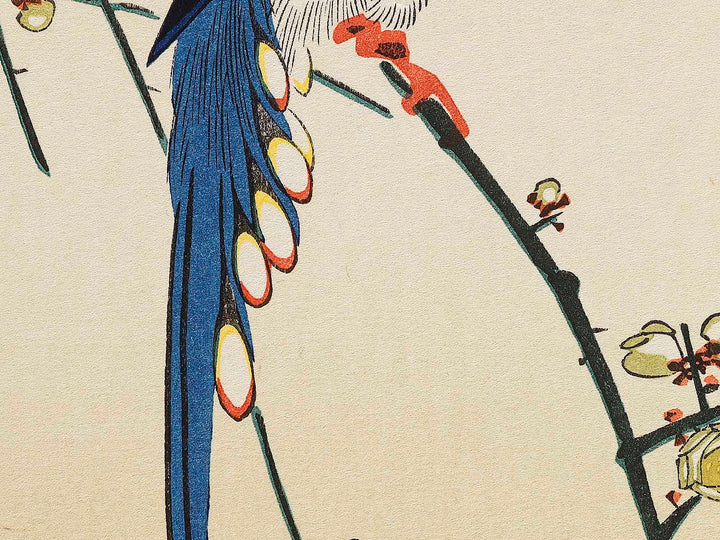 White plum blossoms & long tailed cock by Utagawa Hiroshige, (Medium print size) / BJ328-090