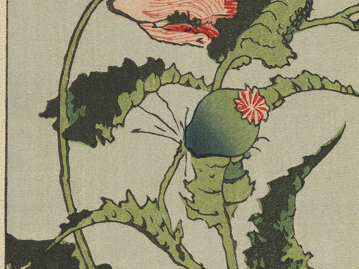 A poppy by Katsushika Hokusai, (Medium print size) / BJ321-734