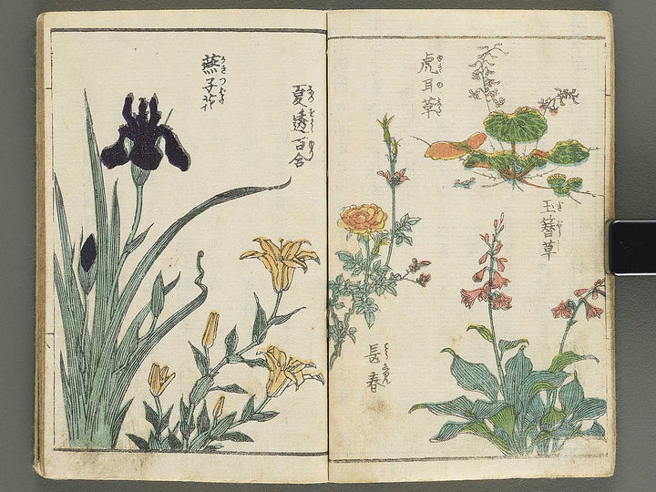 Soka e tehon by Keisai Eisen / BJ348-040