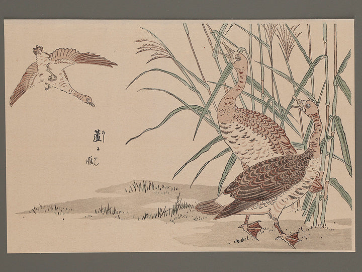 Flower and Bird by Shigemasa / BJ264-978