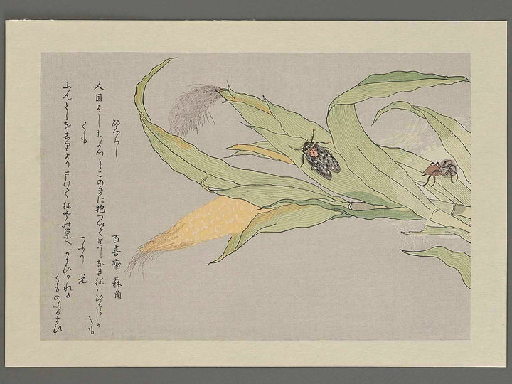 An evening cicada and A spider from the series Gahon mushierami by Kitagawa Utamaro, (Large print size) / BJ241-437