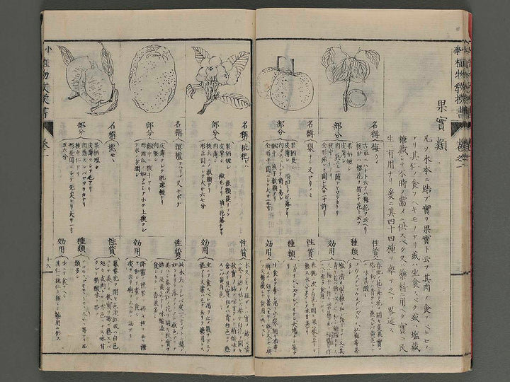 Shougaku shokubutsu kyojusho Vol.1 / BJ246-582