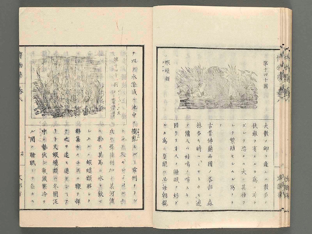 Gushi hakubutsu gaku Vol.8 / BJ259-567