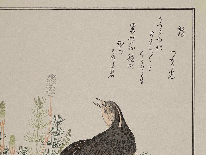 Quail and Skylark from the series Momotidori kyoka awase by Kitagawa Utamaro, (Large print size) / BJ245-021