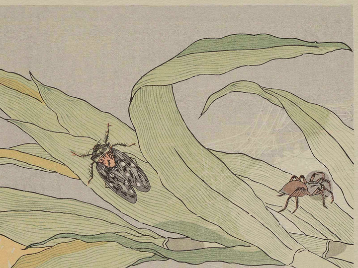 An evening cicada and A spider from the series Gahon mushierami by Kitagawa Utamaro, (Large print size) / BJ241-437