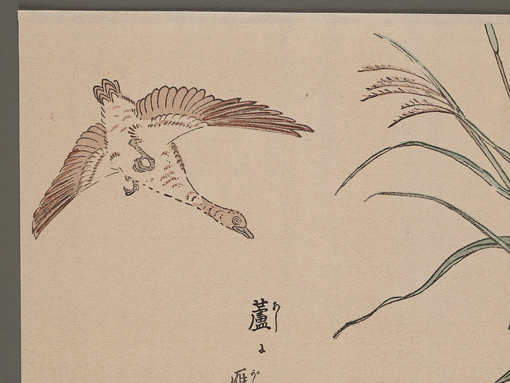 Flower and Bird by Shigemasa / BJ264-978