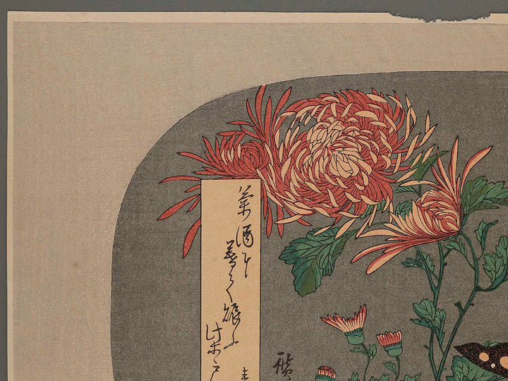Uchiwa, Kiku ni Cho by Hiroshige / BJ248-598