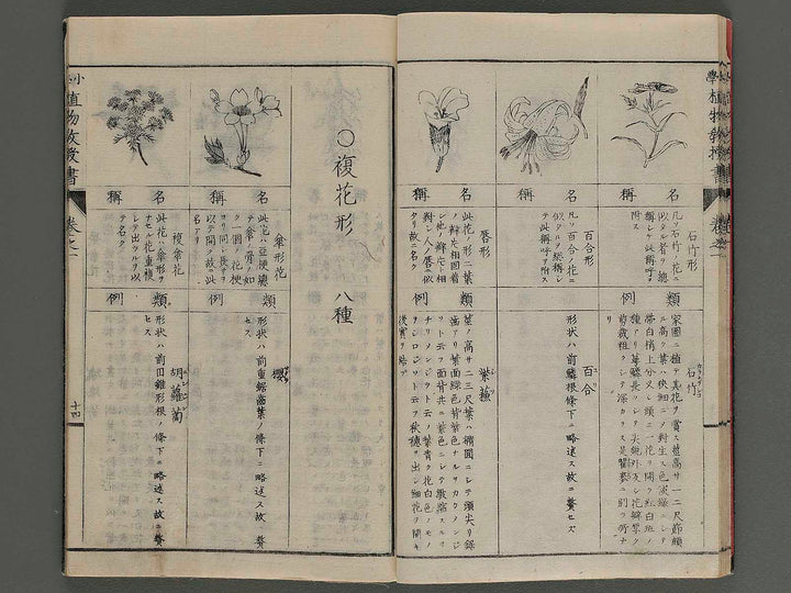 Shougaku shokubutsu kyojusho Vol.1 / BJ246-582