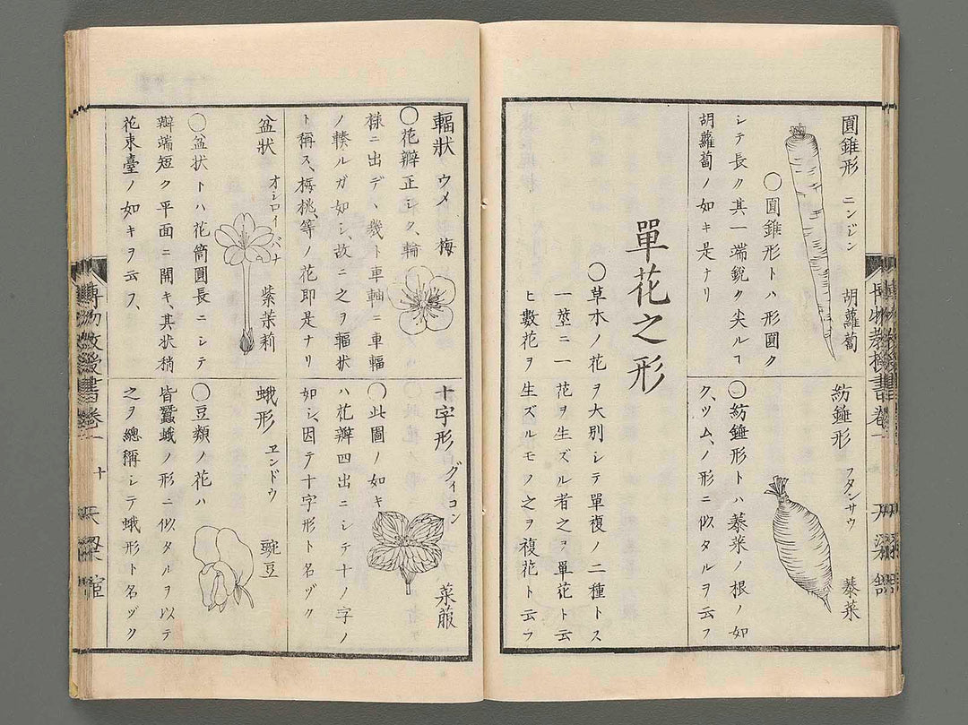 Hakubutsu kyoujusho Vol.1 / BJ210-686